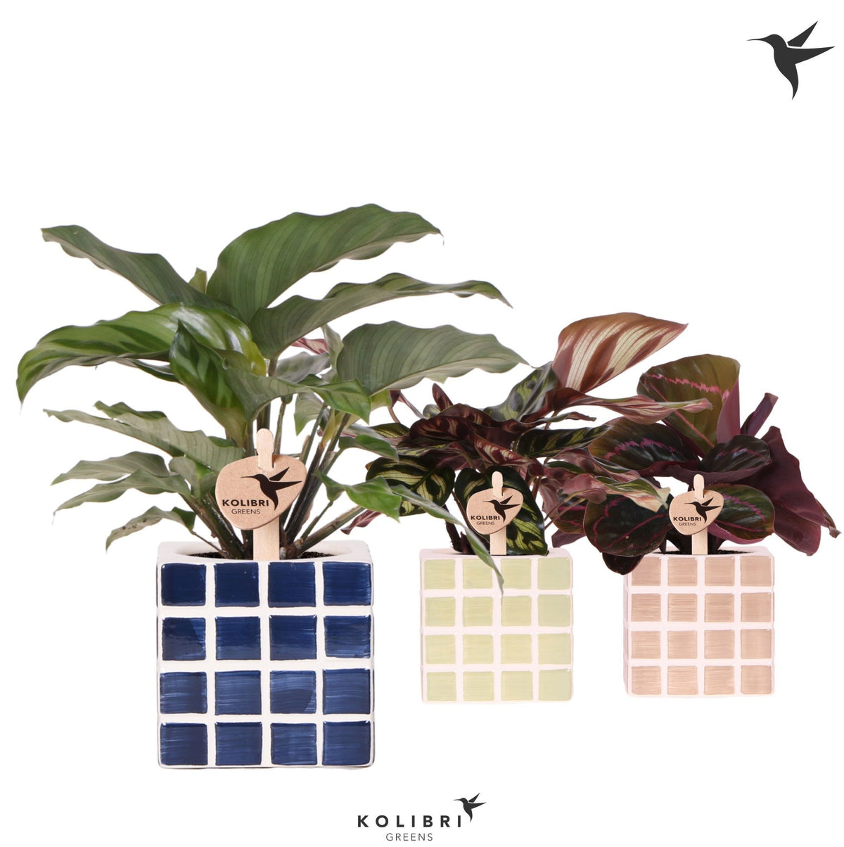 Calathea mix 21cm 9cm Pot