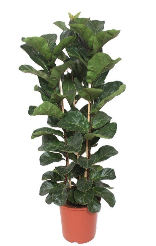 Ficus lyrata Bambino 110cm 27cm Pot
