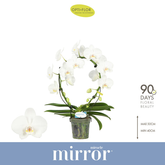 Phalaenopsis Mirror Miracle white 50cm 12cm Pot