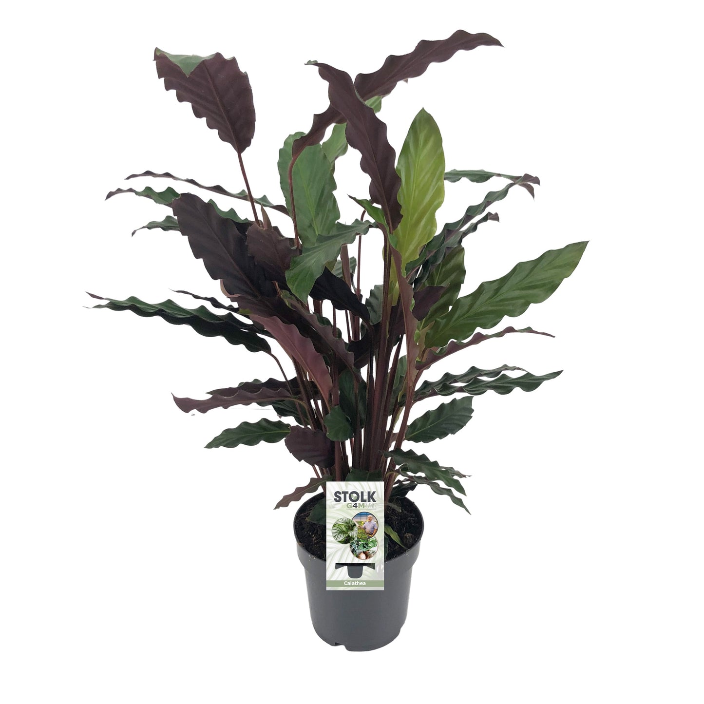 Calathea Rufibarba 70cm 17cm Pot