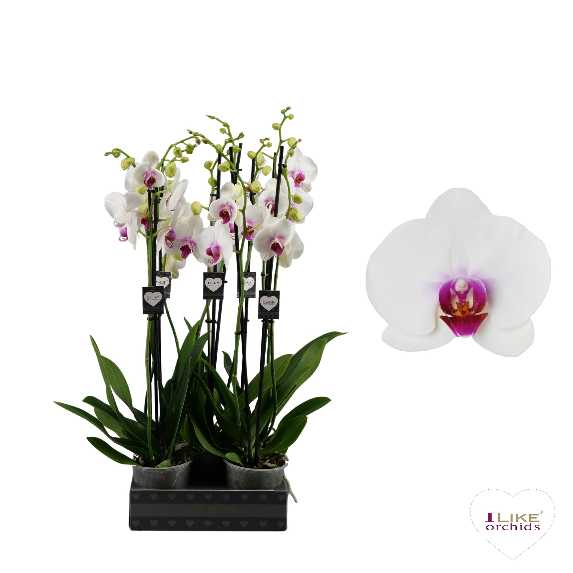 Levoplant BV Phalaenopsis Red Lips Pack of 6