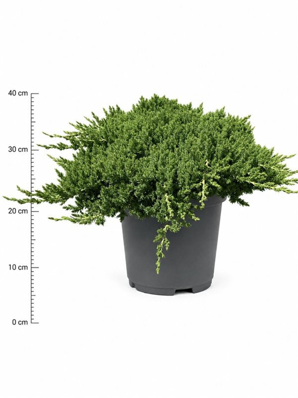 Juniperus procumbens Nana 40cm 32cm Pot