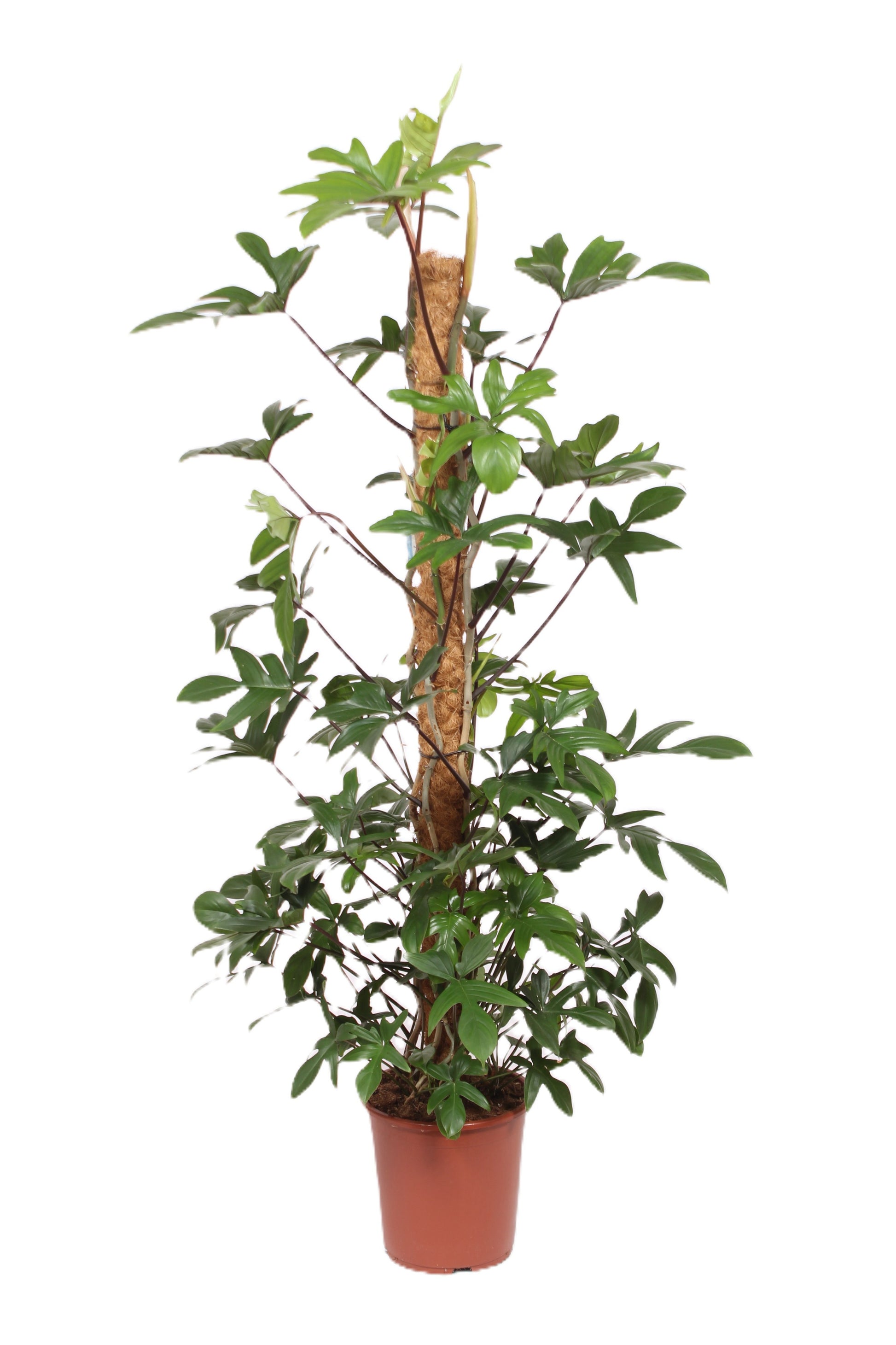 Philodendron pedatum 170cm 27cm Pot