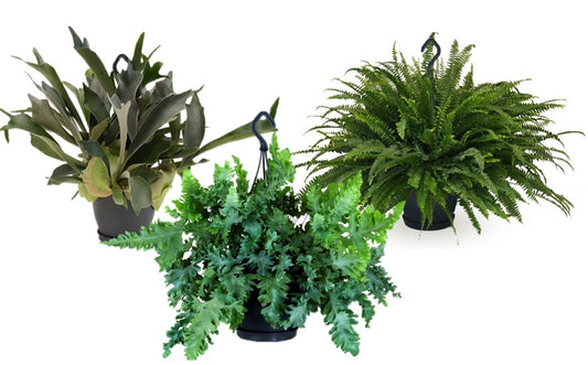 Ferns mix 60cm 20cm Pot