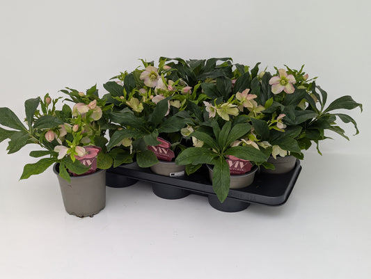 Helleborus Viv Celestina 30cm 14cm Pot