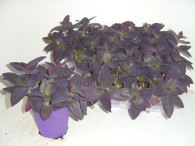 Hendriks CV, G.J. Tradescantia Palida Pack of 6