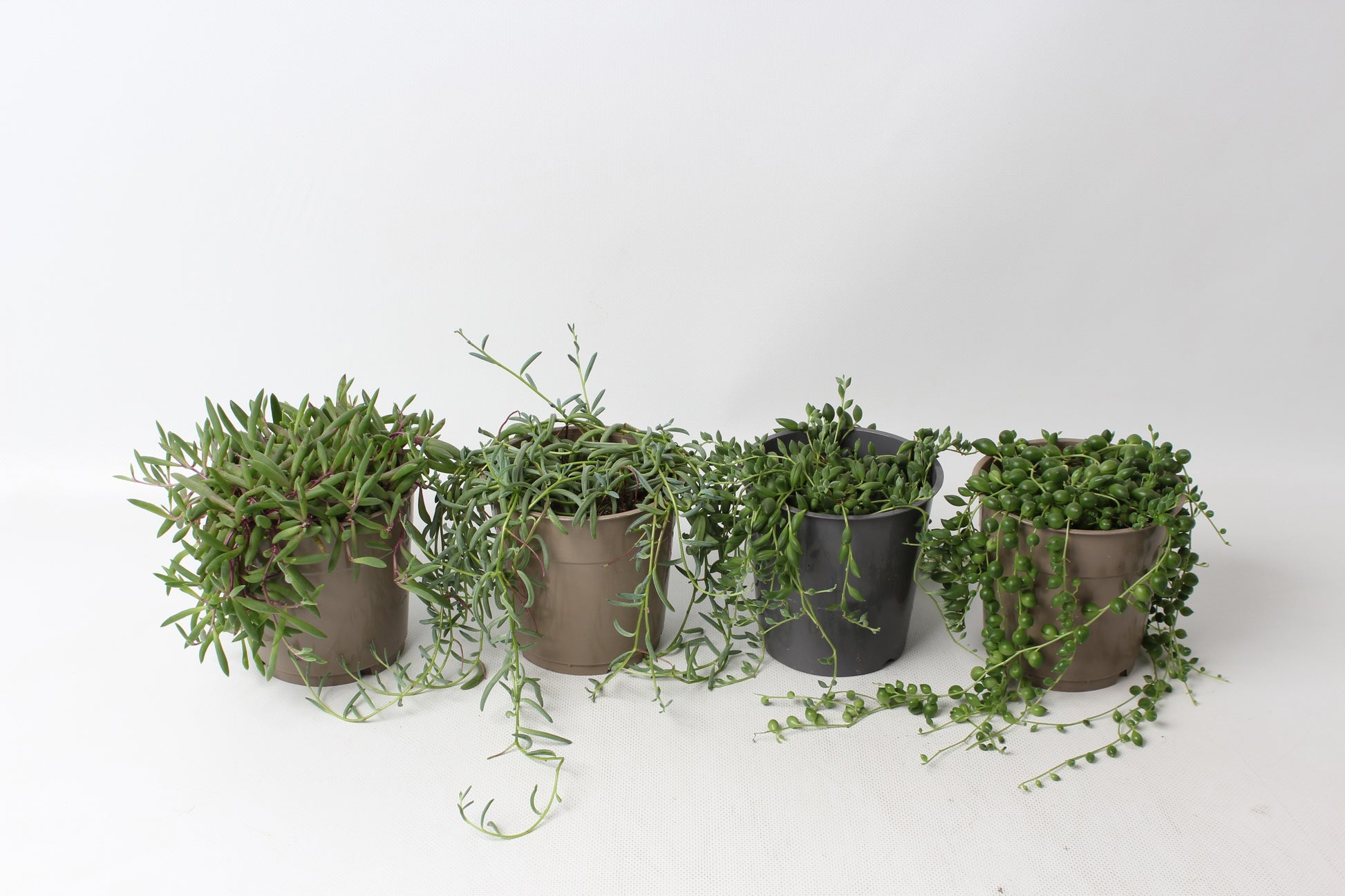 Senecio mix 15cm 12cm Pot
