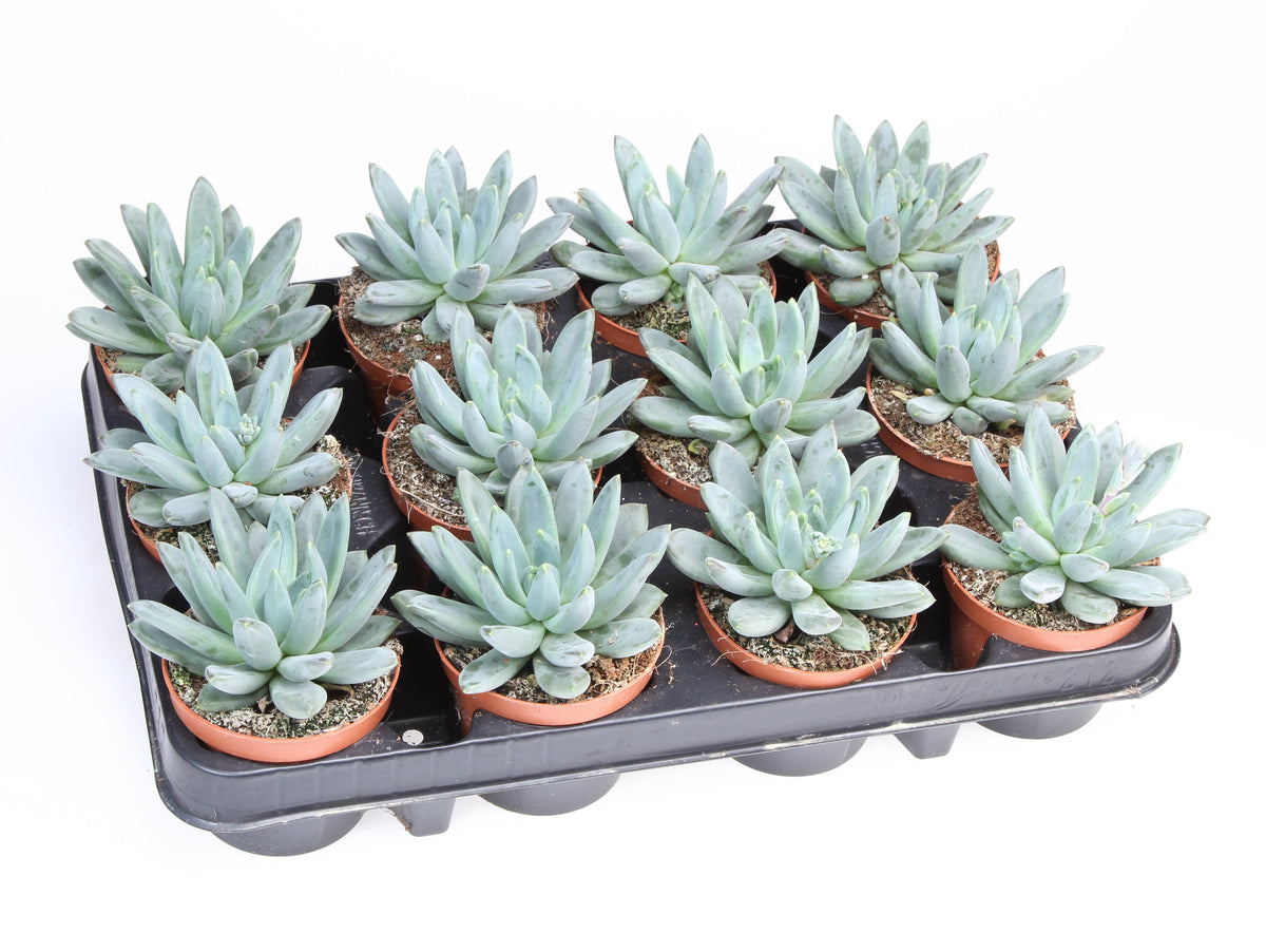 Echeveria hookeri 10cm 8.5cm Pot