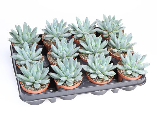 Echeveria hookeri 10cm 8.5cm Pot