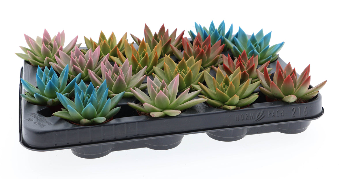 Rainbow tips mix 8cm 6cm Pot