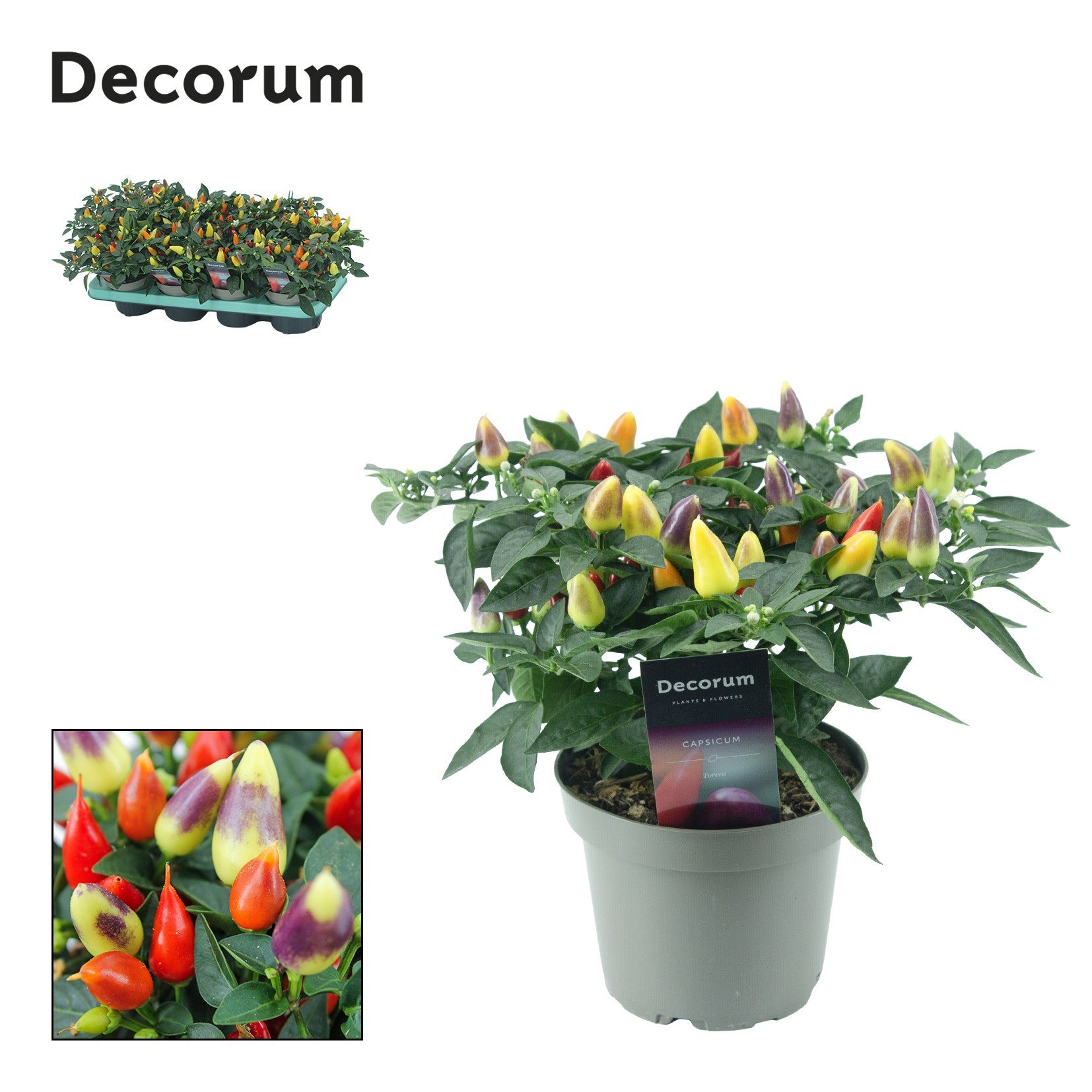 Capsicum ann. Torero Multicolour Red 23cm 13cm Pot