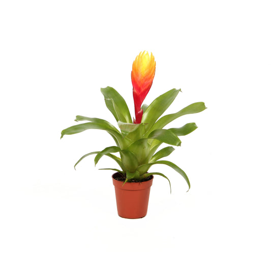 Vriesea El Dorado 15cm 505cm Pot