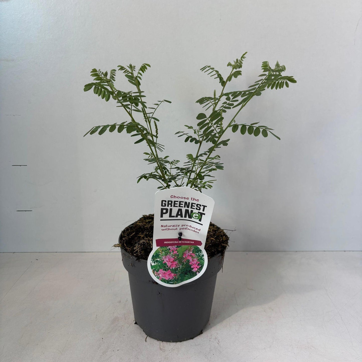 Indigofera heterantha 35cm 17cm Pot