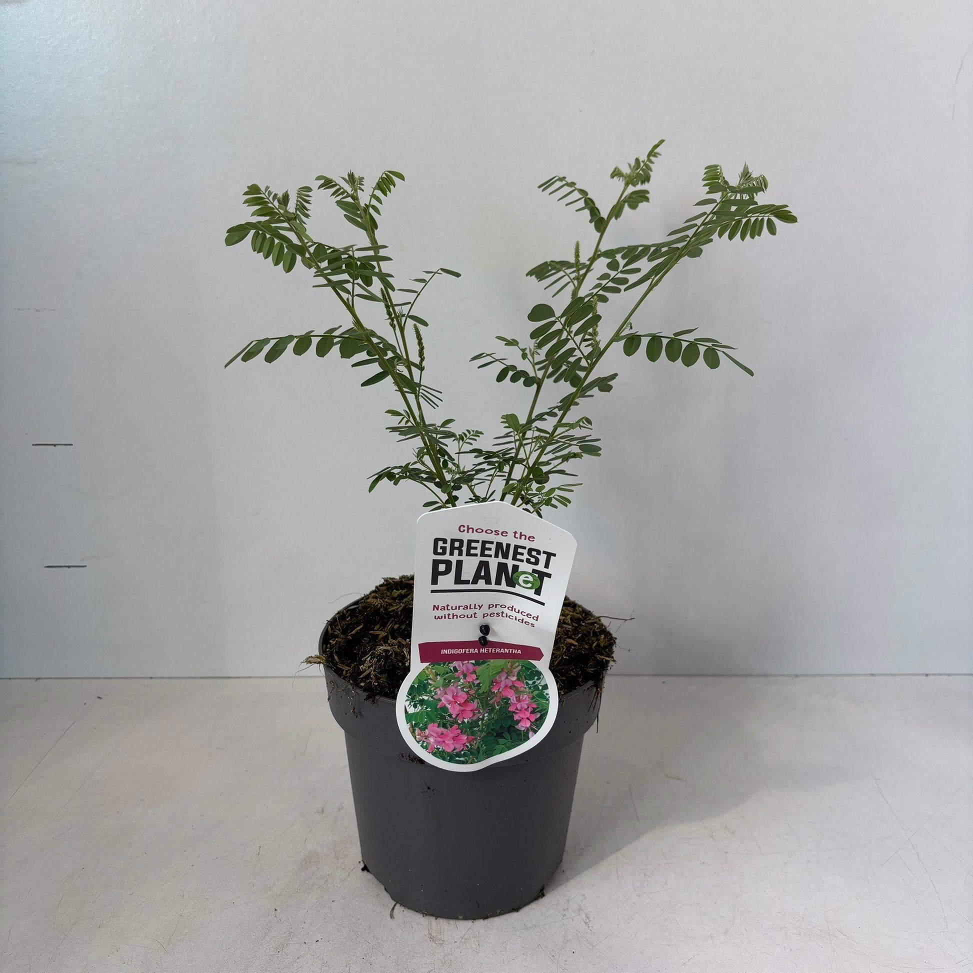Indigofera heterantha 35cm 17cm Pot