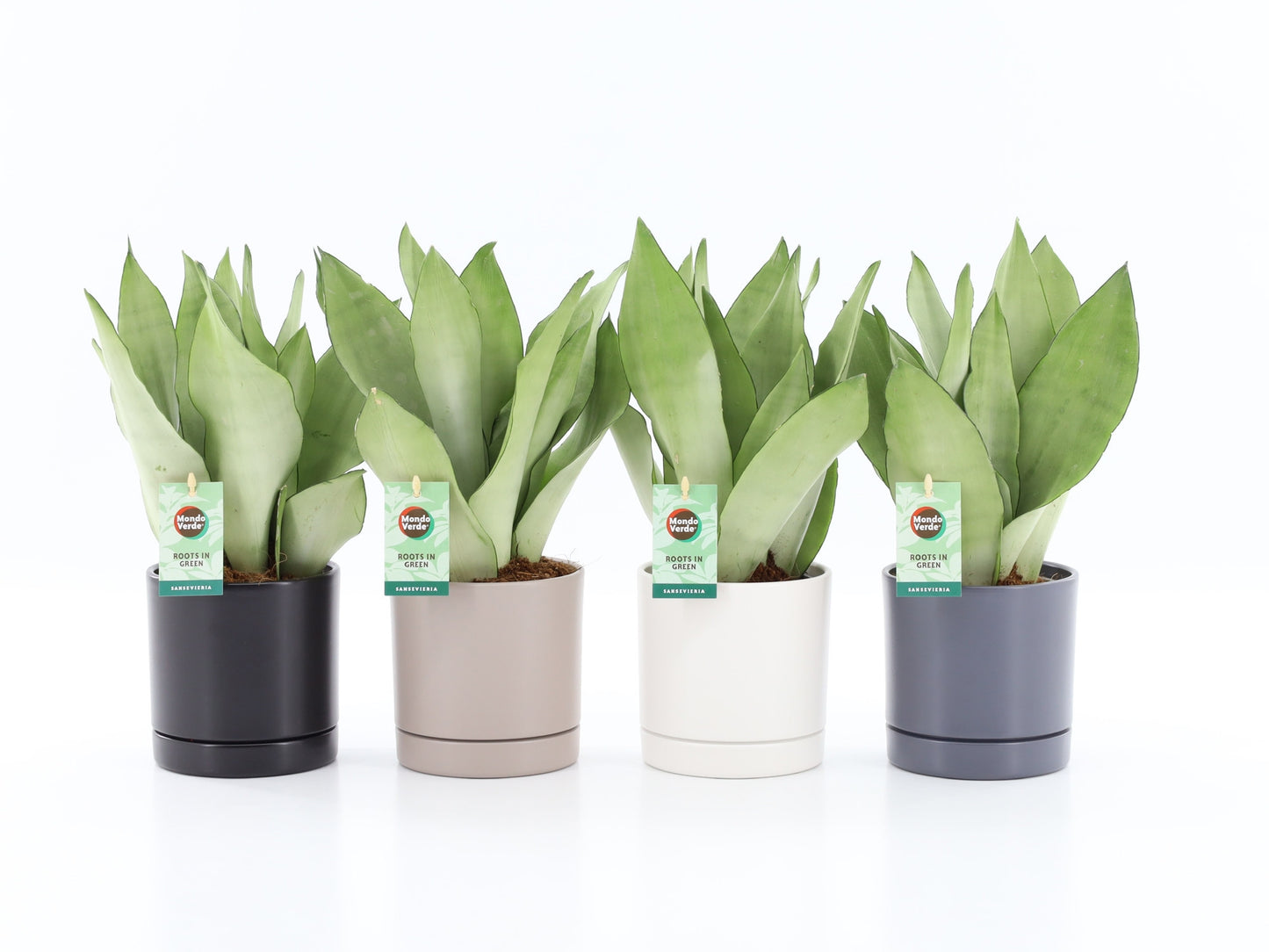 Sansevieria Moonshine 35cm 13cm Pot