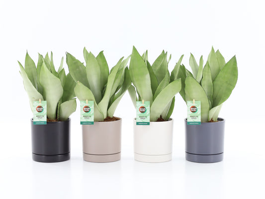 Sansevieria Moonshine 35cm 13cm Pot