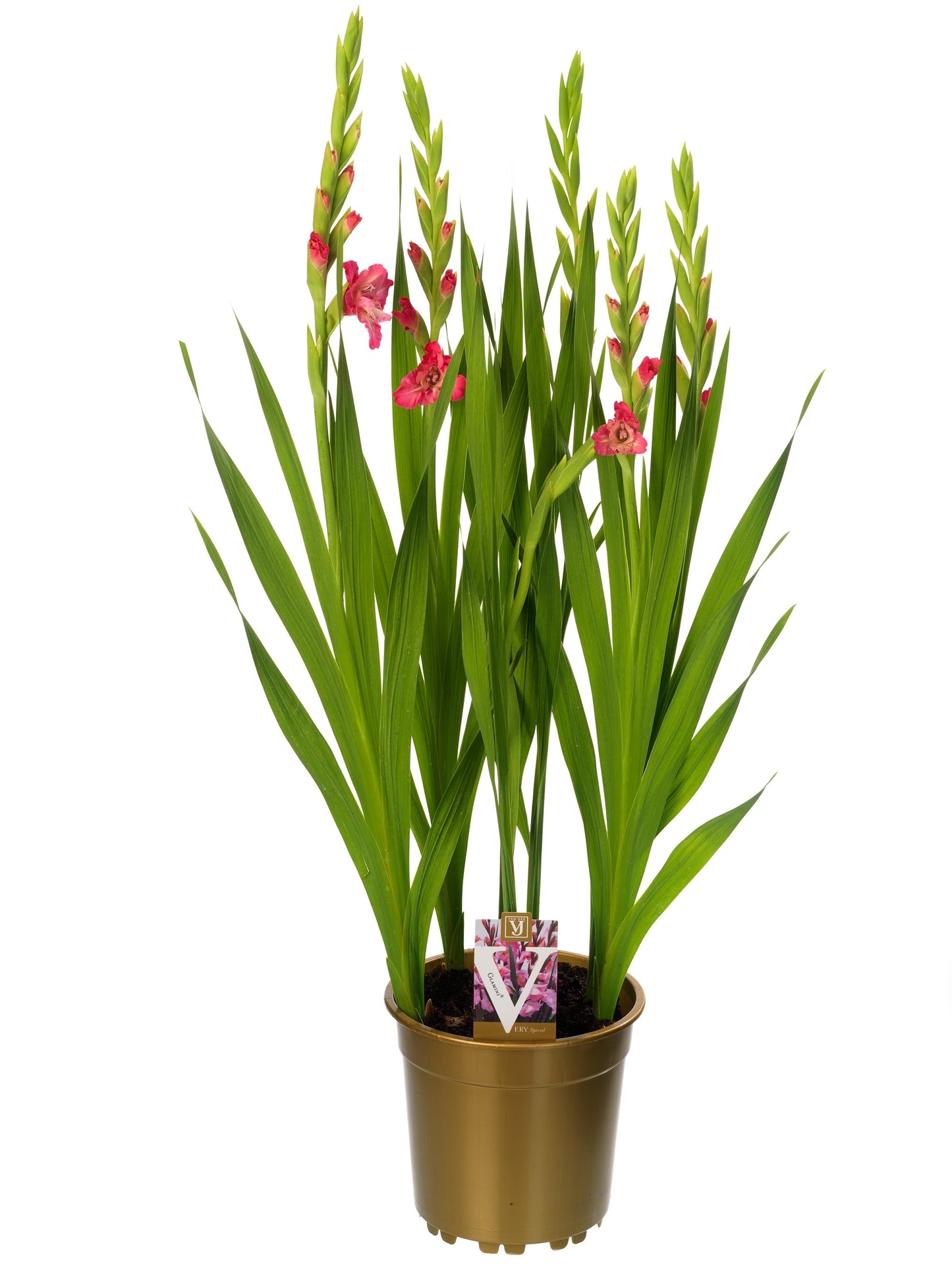 Vossen BV, J.H. v.d. Gladiolus Glamini Eva Pack of 1