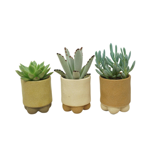 Succulent mix 10cm 5.5cm Pot