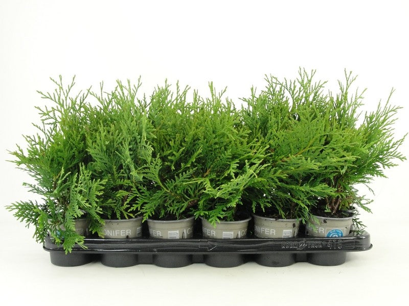 Thuja occidentalis Woodwardii 15cm 9cm Pot