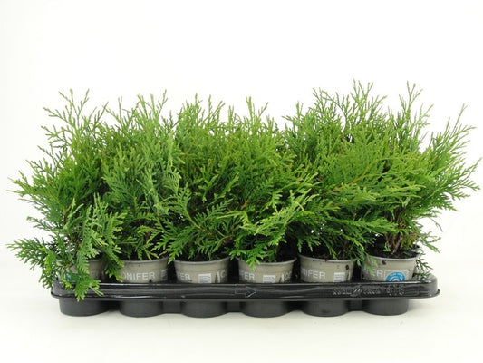 Thuja occidentalis Woodwardii 15cm 9cm Pot