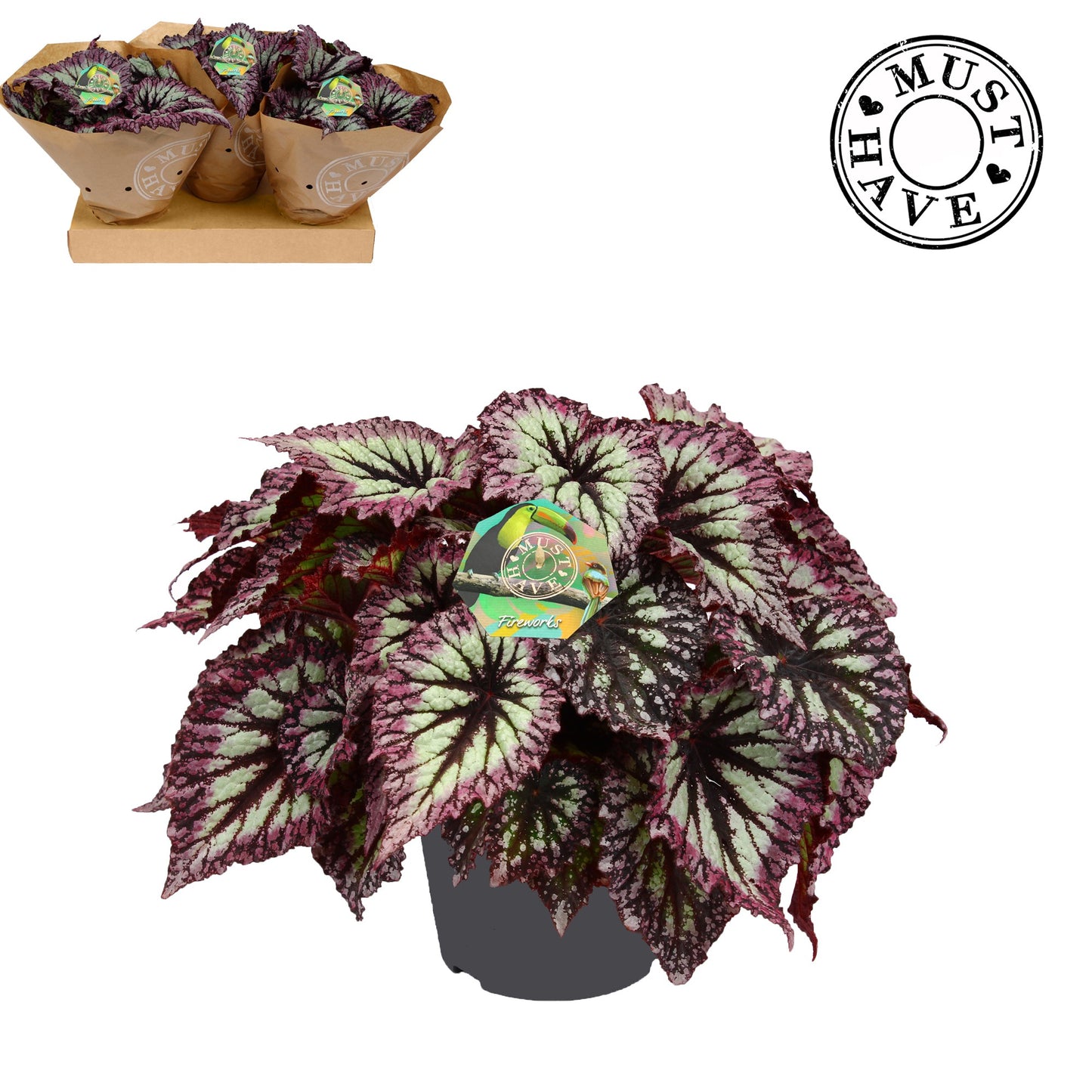 Begonia Fireworks 35cm 17cm Pot