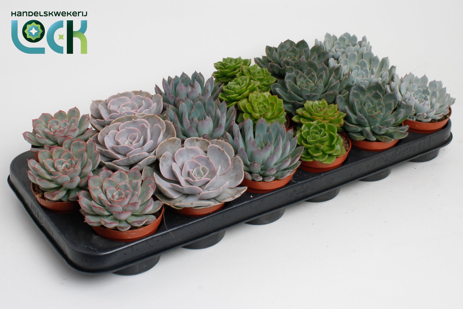 Echeveria mix 15cm 8.5cm Pot