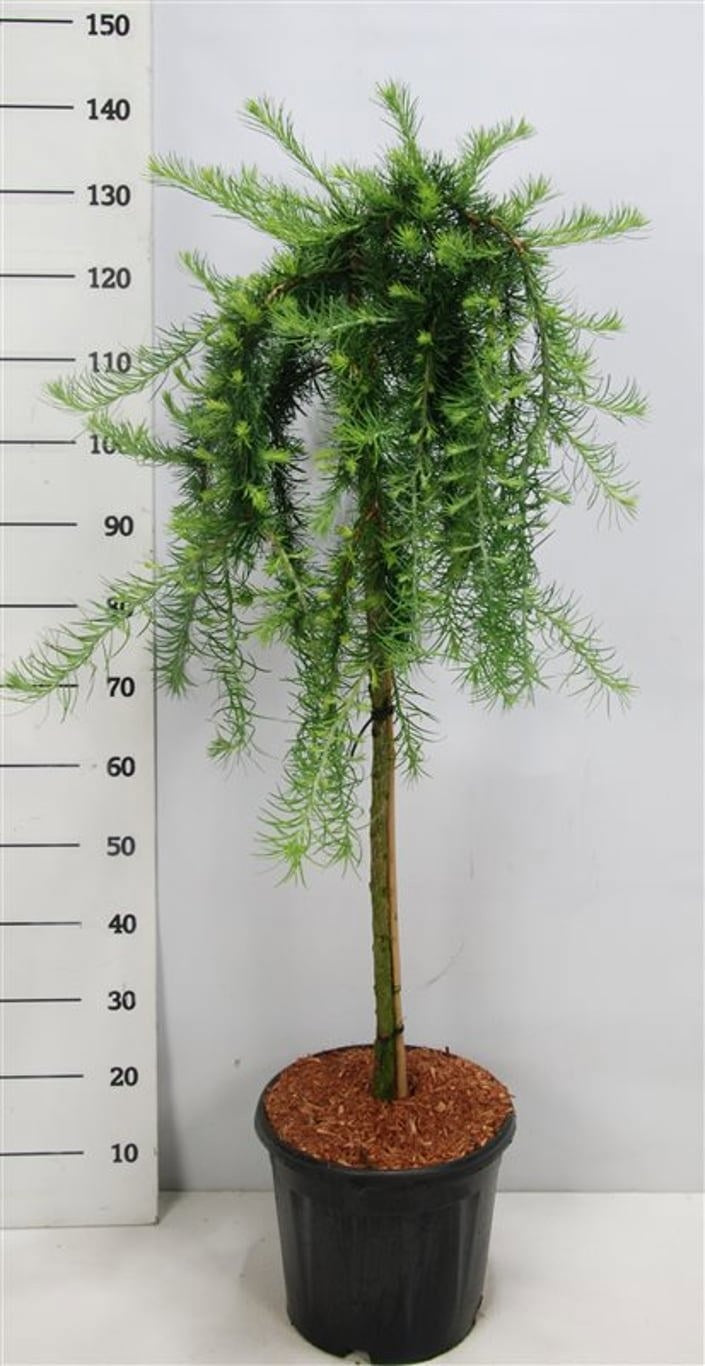 Larix Stiff Weeper 125cm 38cm Pot