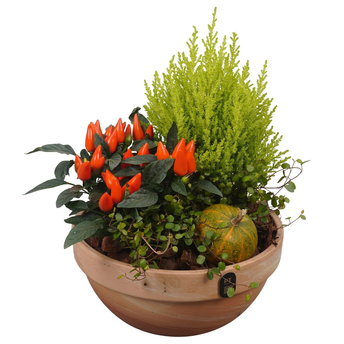 Outdoor arrangement 34cm 23cm Pot