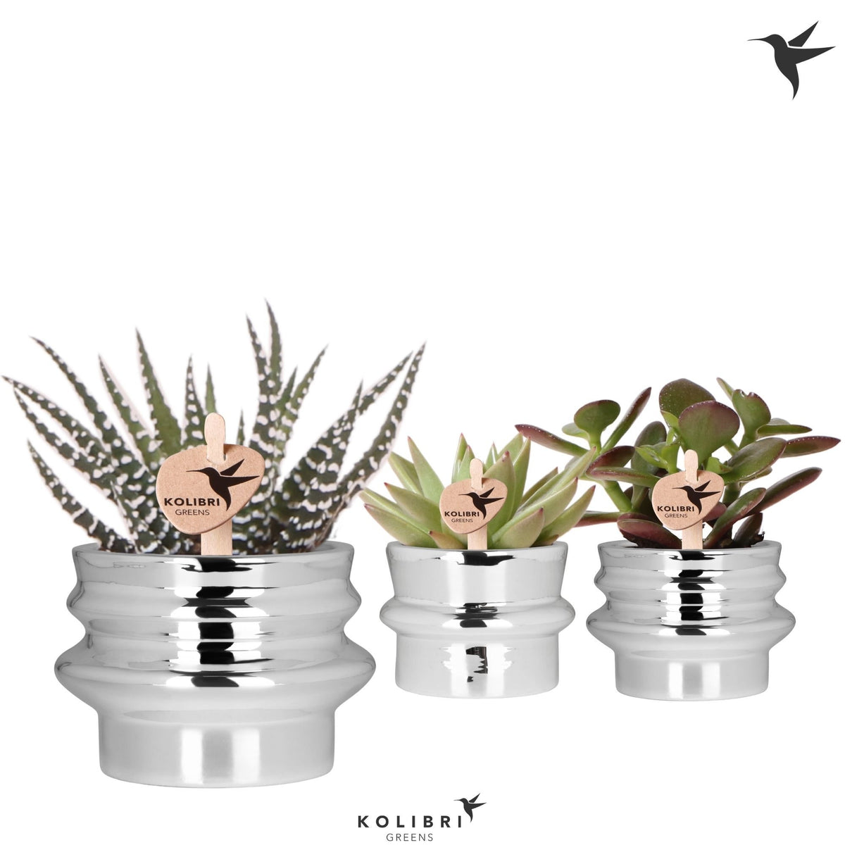 Succulent mix 13cm 6cm Pot