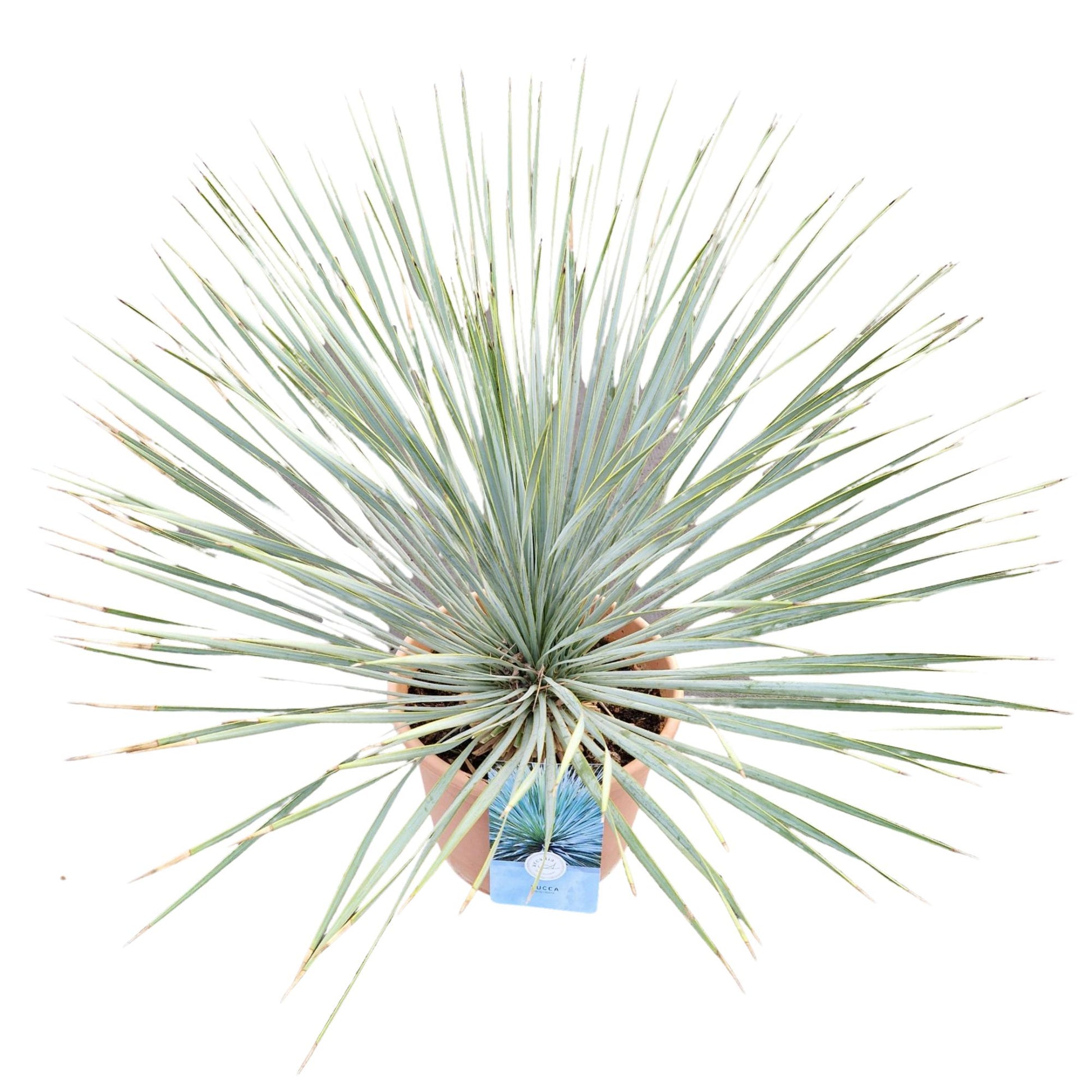 Yucca rostrata 75cm 29cm Pot
