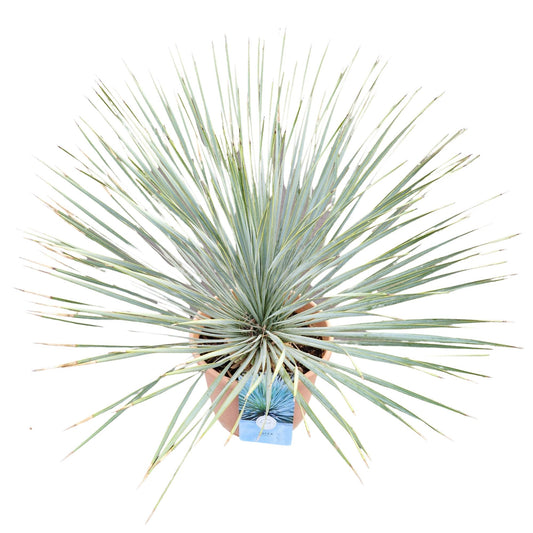 Yucca rostrata 75cm 29cm Pot