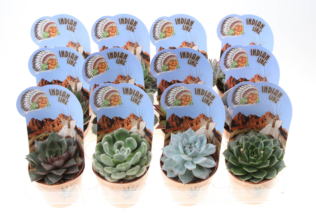 Echeveria Hybrid 10cm 8.5cm Pot
