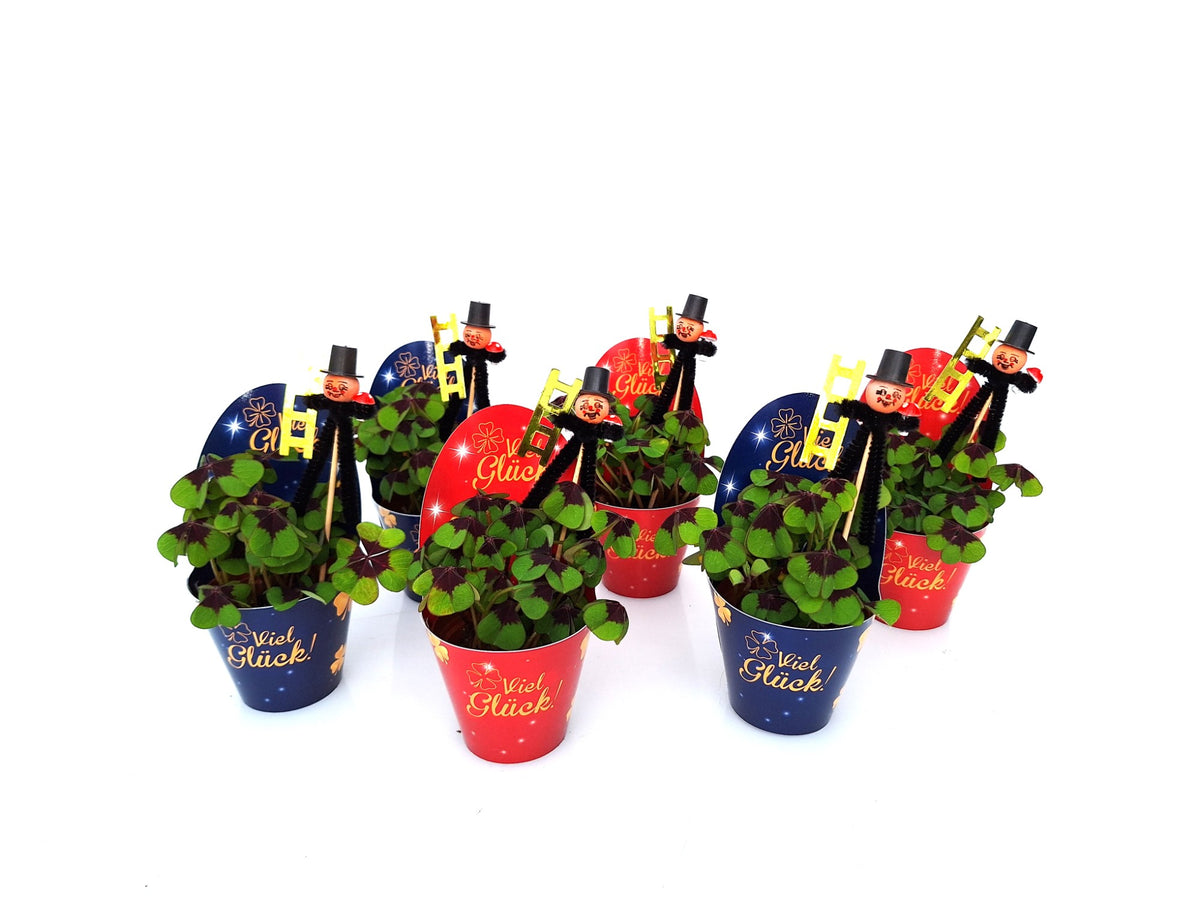 Oxalis deppei 10cm 9cm Pot