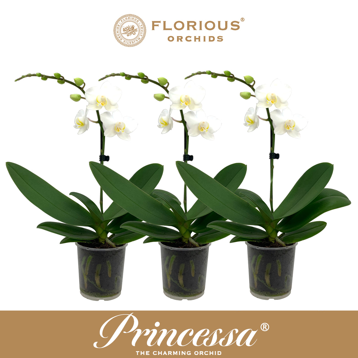 Phalaenopsis white 40cm 9cm Pot
