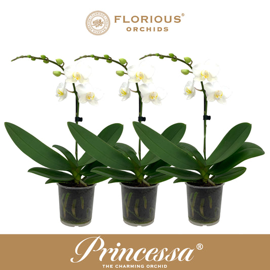 Phalaenopsis white 40cm 9cm Pot