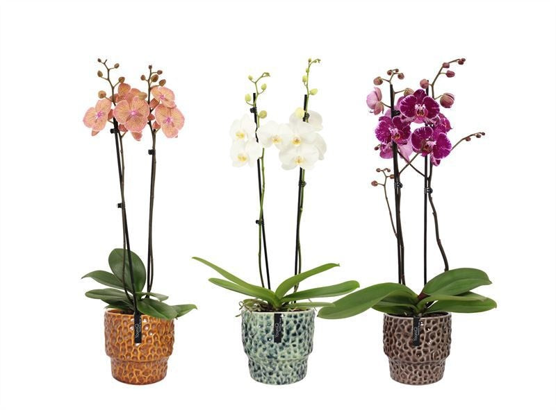 Phalaenopsis mix 55cm 12cm Pot