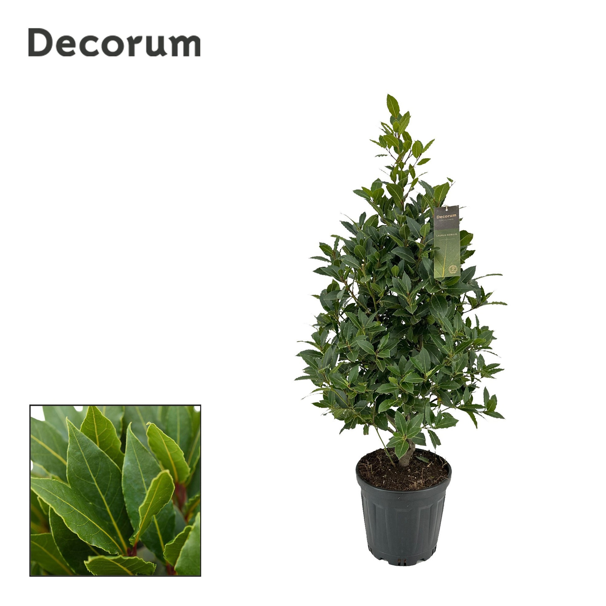 Laurus nobilis 110cm 25cm Pot