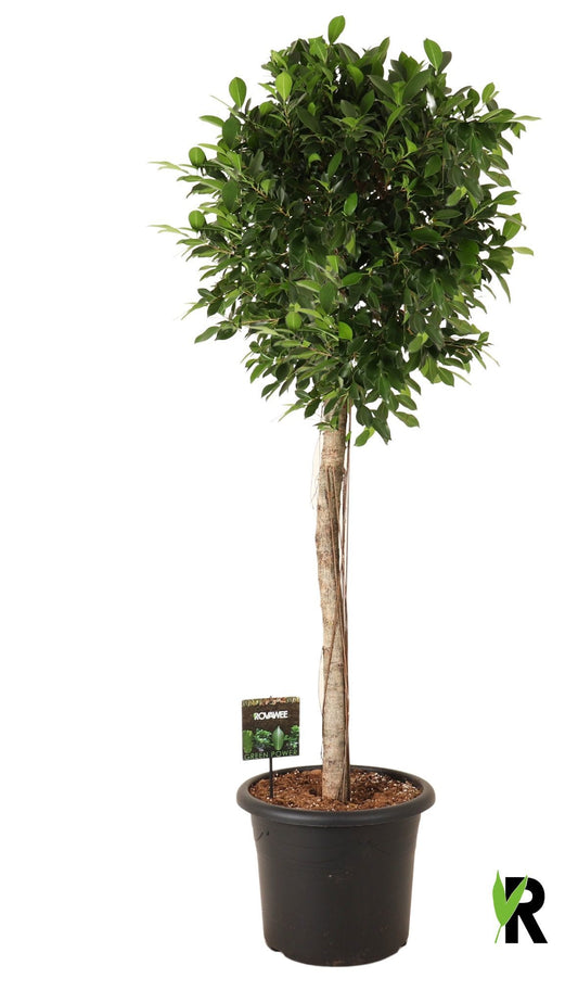 Ficus microcarpa 170cm 40cm Pot