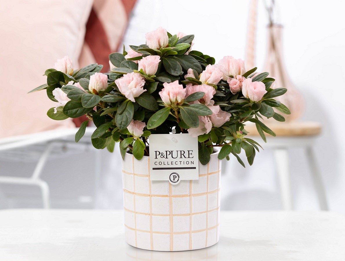 Rhododendron Terra Nova 25cm 12cm Pot