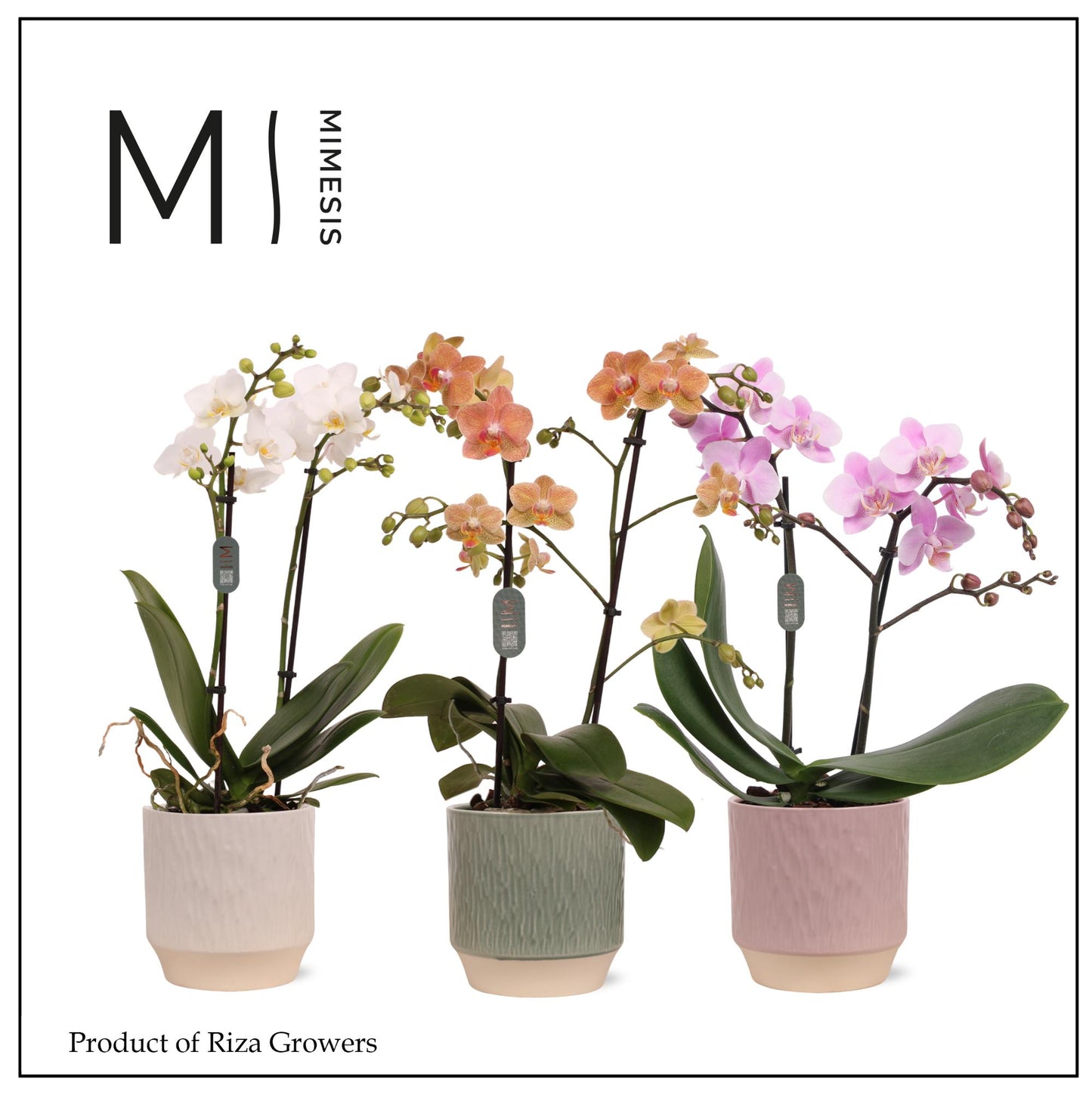 Phalaenopsis mix 50cm 12cm Pot