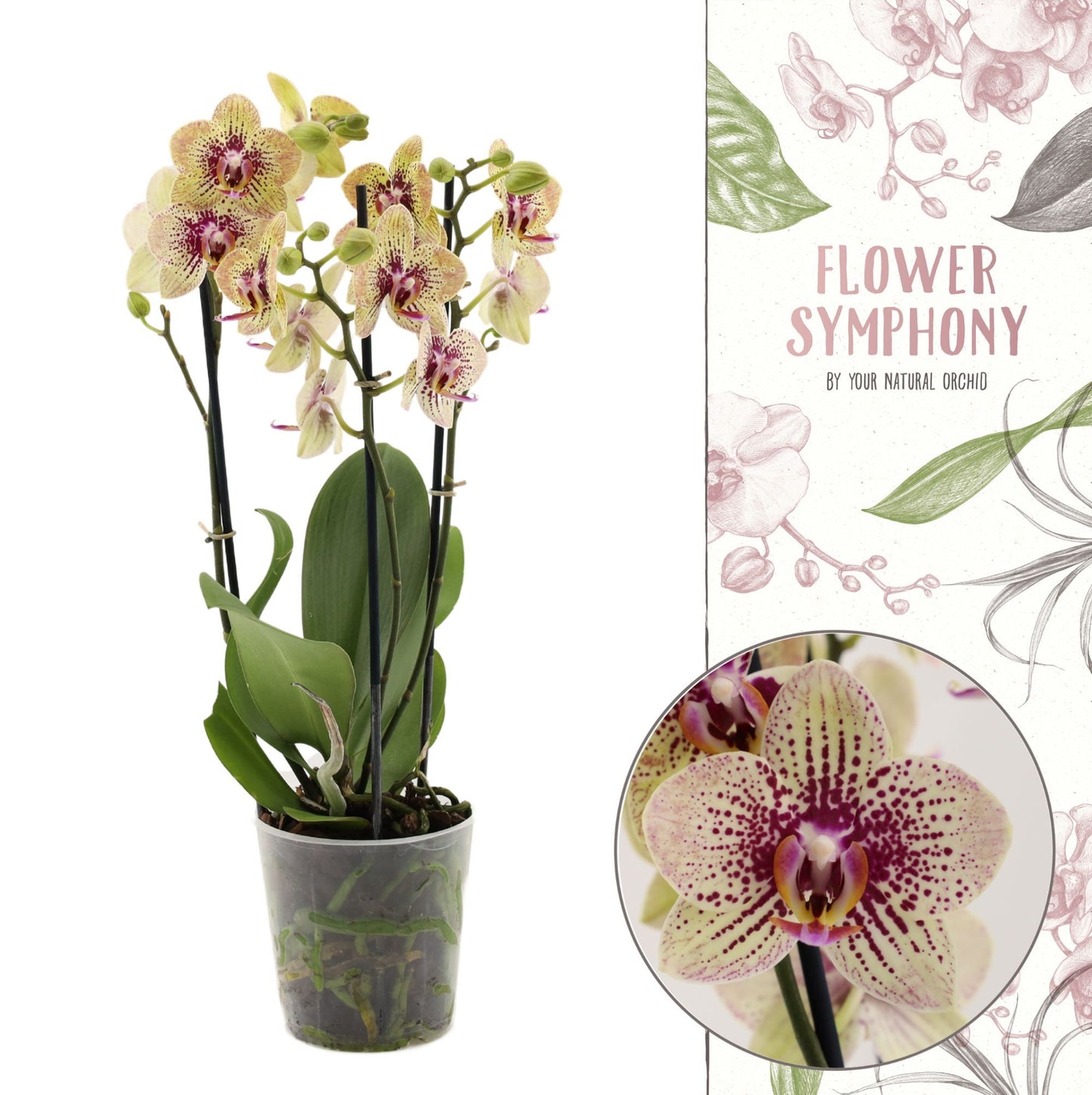 Phalaenopsis yellow 45cm 12cm Pot