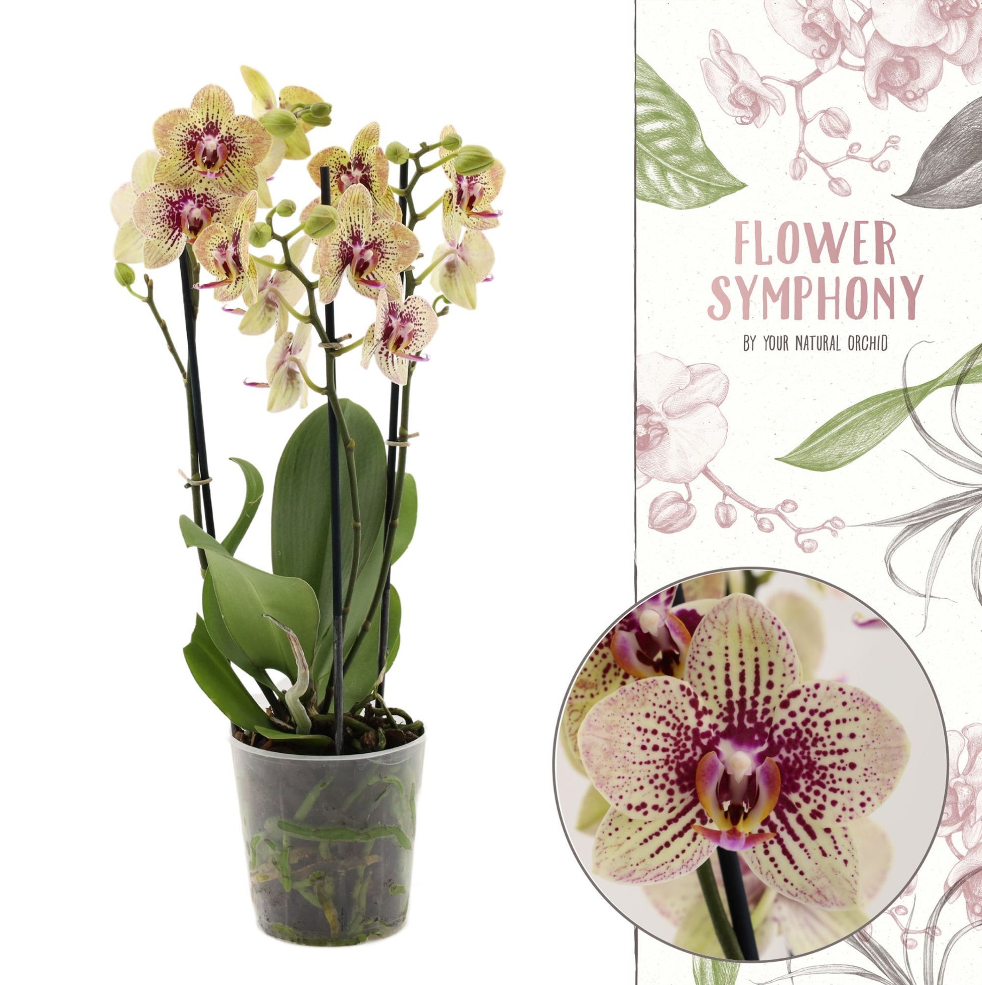 Phalaenopsis yellow 45cm 12cm Pot