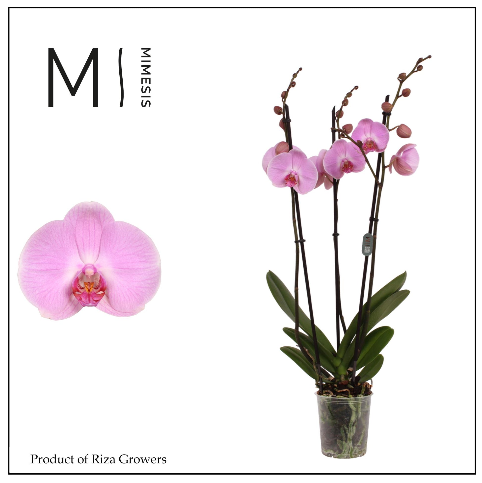 Phalaenopsis Elion 70cm 12cm Pot