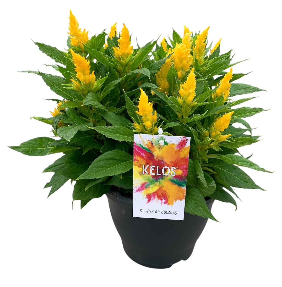 Celosia Kelos Fire Yellow 35cm 20cm Pot