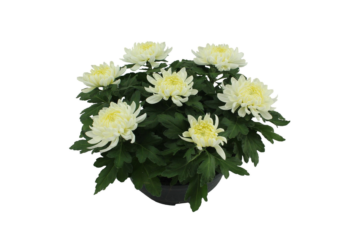 Chrysanthemum Cosmo White 32cm 23cm Pot