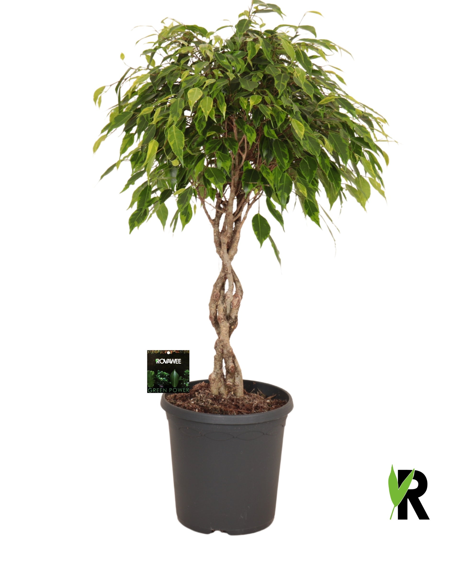 Ficus benj. Anastasia 85cm 23cm Pot