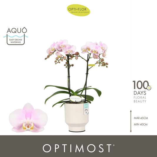 Phalaenopsis mf. Angel Eyes 45cm 12cm Pot