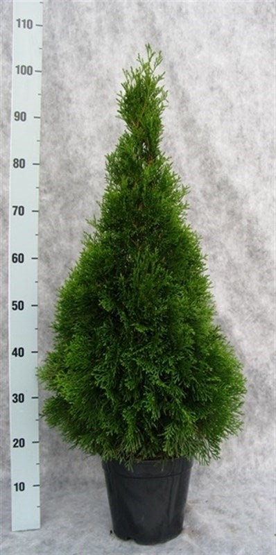 Thuja occidentalis Smaragd 105cm 21cm Pot