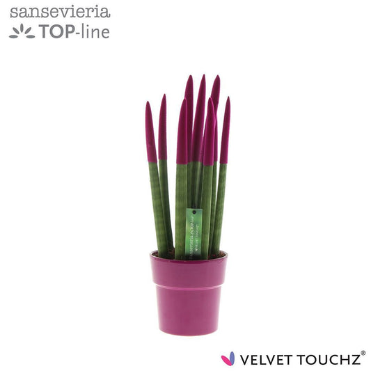 Sansevieria cylindrica 40cm 12cm Pot