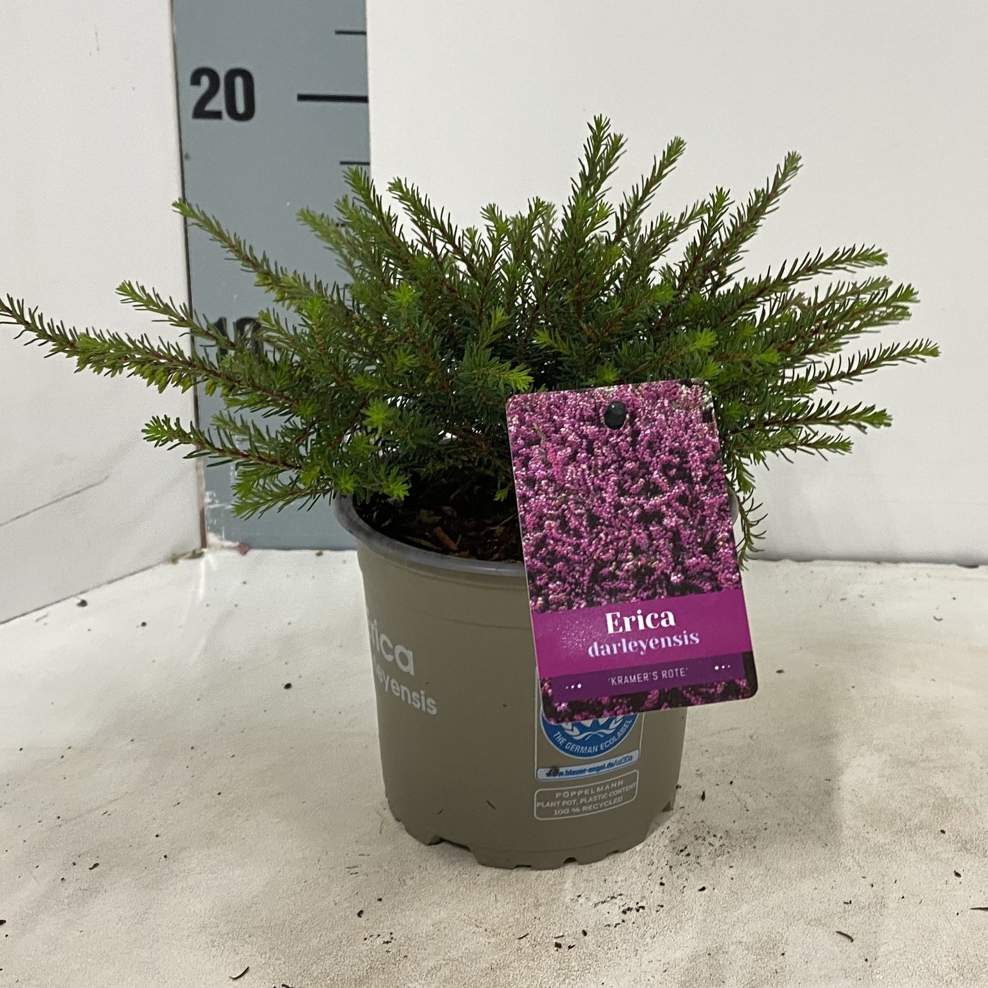 Erica Kramer's Red 15cm 12cm Pot